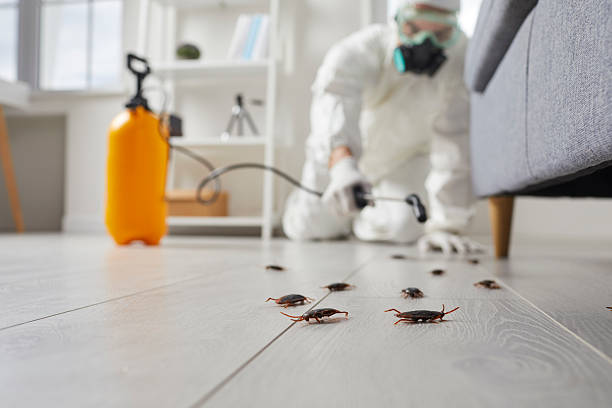 Commercial Kitchen Cockroach Control in Grass Valley